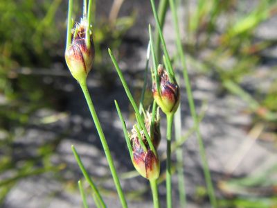 Ficinia capitella, photographed by douglaseustonbrown