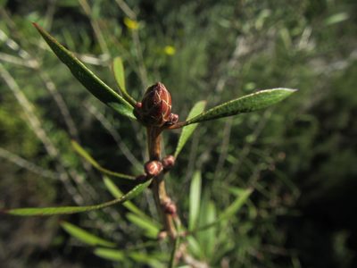 Melaleuca rugulosa, photographed by douglaseustonbrown