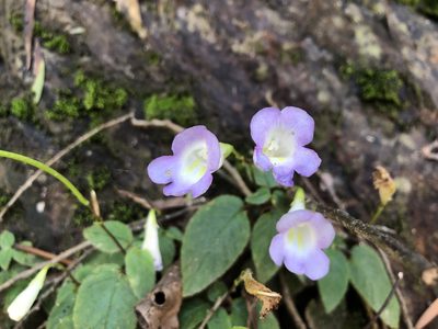 Henckelia anachoreta, photographed by 黃美滿
