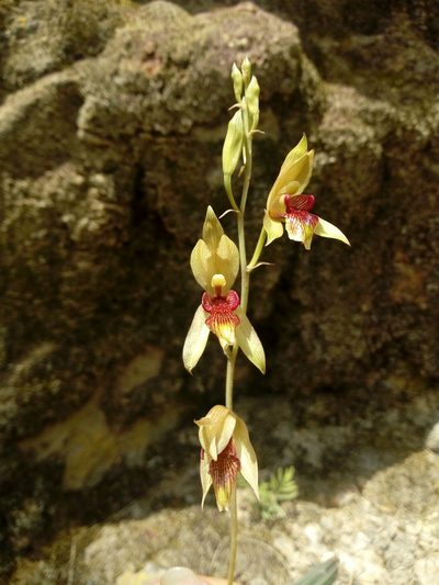 Bletia roezlii, photographed by Dante S. Figueroa