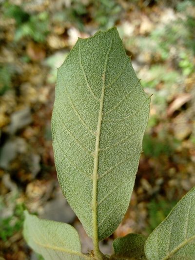 Quercus eduardi, photographed by Dante S. Figueroa