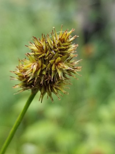 Carex pachystachya, photographed by Rod