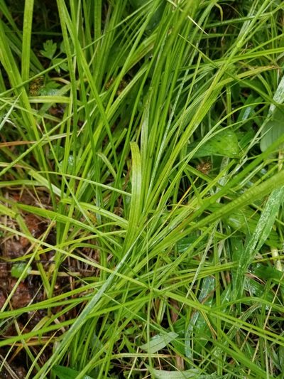 Carex pachystachya, photographed by Rod