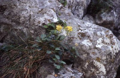 Brassica balearica, photographed by Simon Tonge