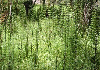 Equisetum myriochaetum, photographed by ELOYJIMENEZ13