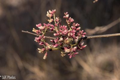 Dalbergia pervillei, photographed by lallen