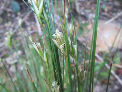 Ficinia fastigiata, photographed by douglaseustonbrown