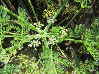Capnophyllum africanum, photographed by douglaseustonbrown
