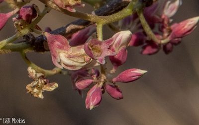 Dalbergia pervillei, photographed by lallen