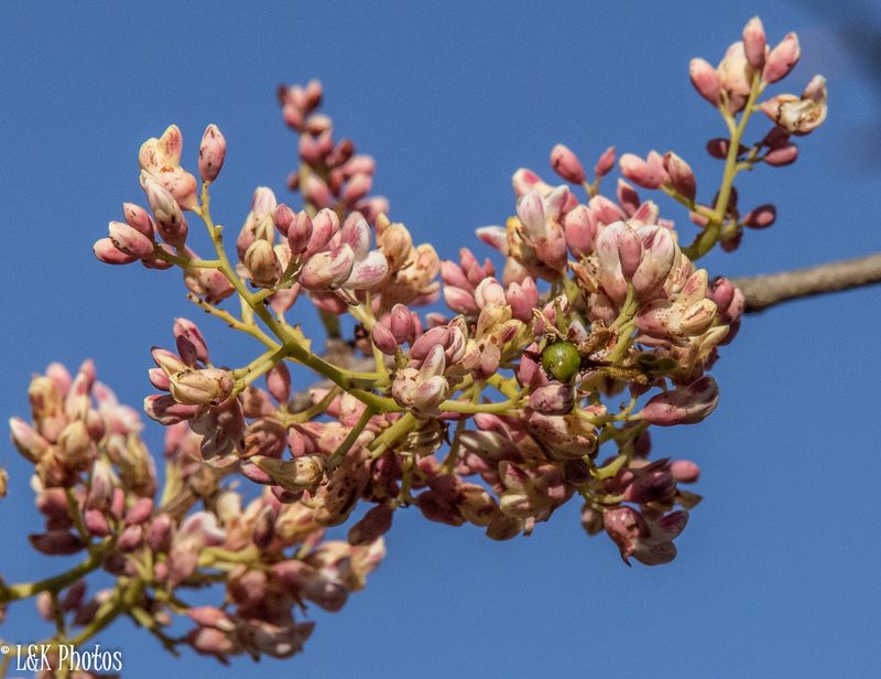 Dalbergia pervillei, photographed by lallen