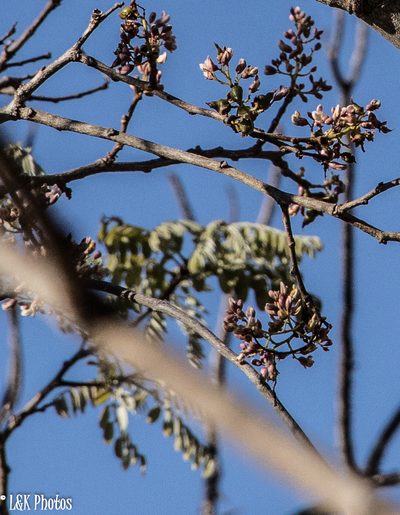 Dalbergia pervillei, photographed by lallen