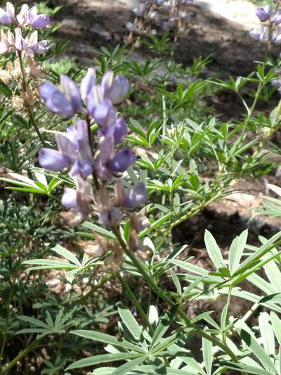 Lupinus hyacinthinus, photographed by George Raymond