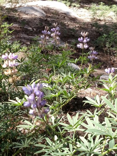 Lupinus hyacinthinus, photographed by George Raymond