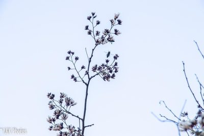 Dalbergia pervillei, photographed by lallen