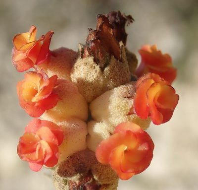 Hermannia trifoliata, photographed by Nicola van Berkel