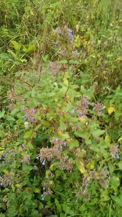 Nepeta grandiflora, photographed by Михаил Орлов