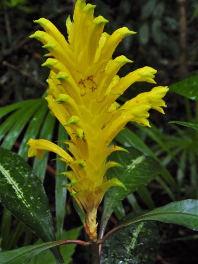 Aphelandra chamissoniana, photographed by Carlos Henrique Russi