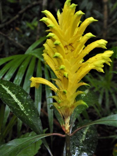 Aphelandra chamissoniana, photographed by Carlos Henrique Russi