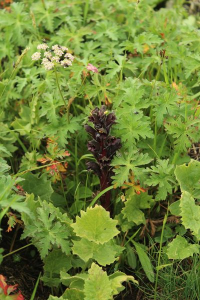 Orobanche gamosepala, photographed by Dmitriy Bochkov