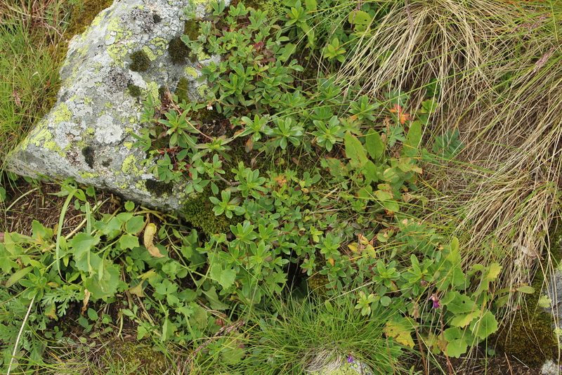 Daphne glomerata, photographed by Dmitriy Bochkov