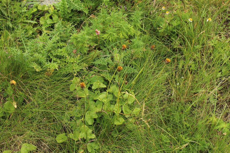 Dolichorrhiza caucasica, photographed by Dmitriy Bochkov