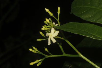 Tabernaemontana alba, photographed by Juan Cruzado Cortés