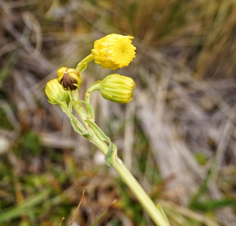 Senecio chionogeton, photographed by Diego Inclan