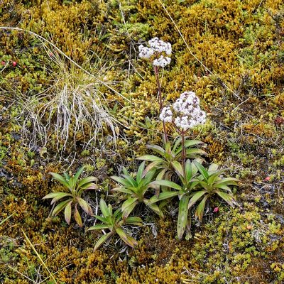 Valeriana pilosa, photographed by Diego Inclan