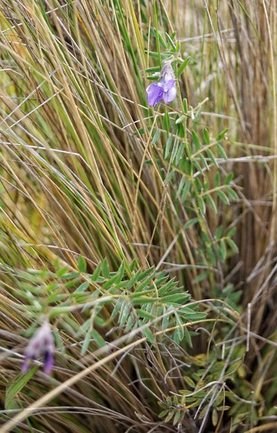 Vicia andicola, photographed by Diego Inclan