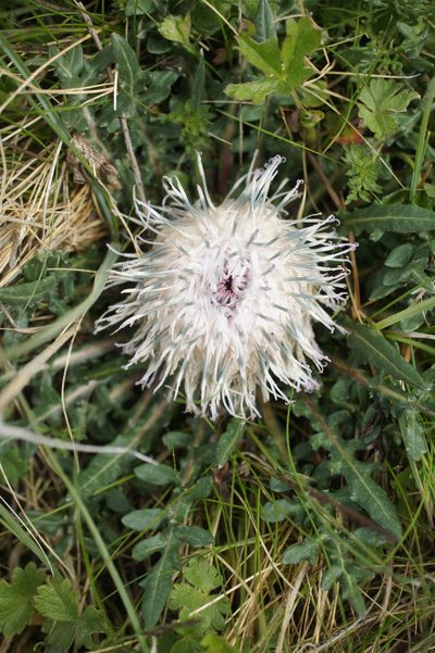 Jurinea moschus, photographed by Sam J. Thomas