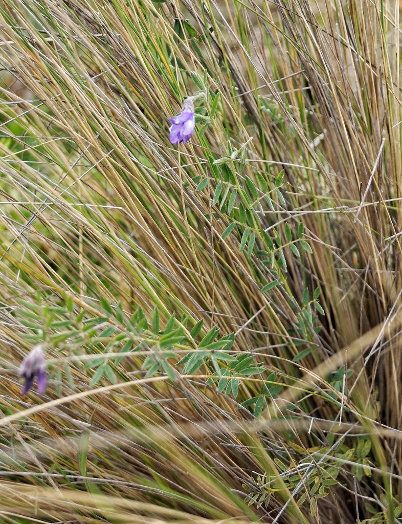 Vicia andicola, photographed by Diego Inclan