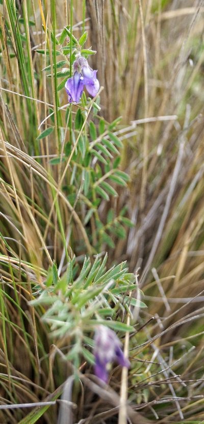 Vicia andicola, photographed by Diego Inclan