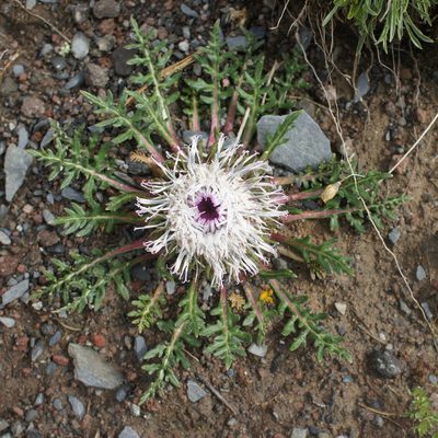 Jurinea moschus, photographed by Sam J. Thomas