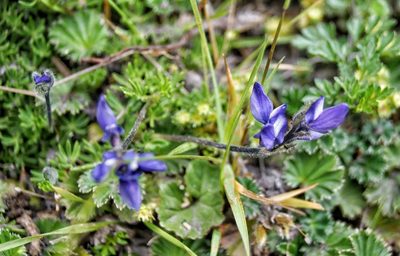 Lupinus microphyllus, photographed by Diego Inclan