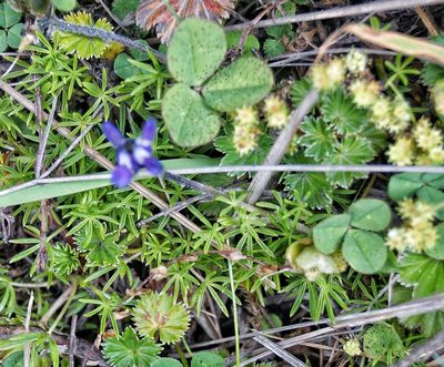 Lupinus microphyllus, photographed by Diego Inclan