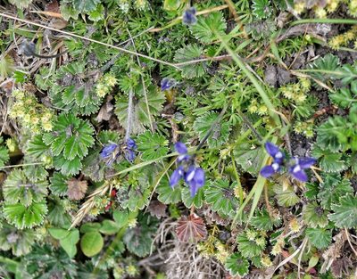 Lupinus microphyllus, photographed by Diego Inclan