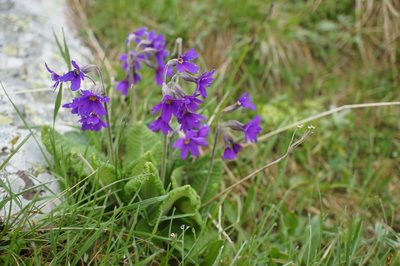 Primula amoena, photographed by Sam J. Thomas