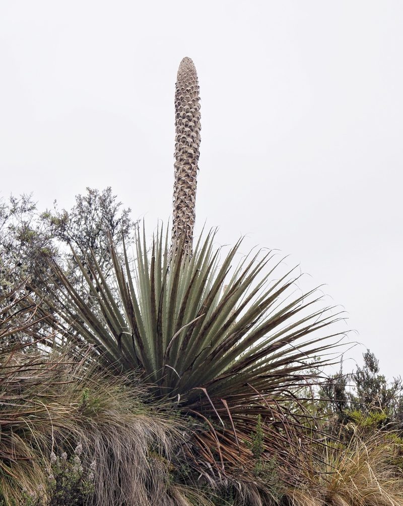 Puya hamata, photographed by Diego Inclan