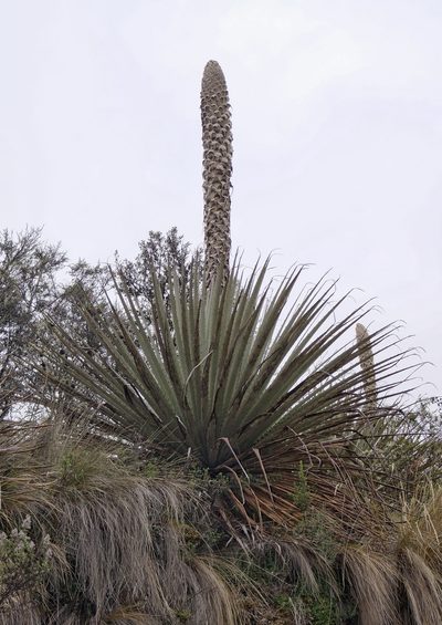 Puya hamata, photographed by Diego Inclan