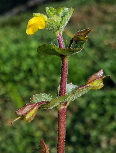 Erythranthe geyeri, photographed by aarongunnar