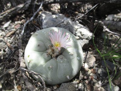 Lophophora diffusa, photographed by Jose Antonio Aranda Pineda