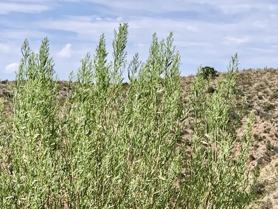 Baccharis salicina, photographed by CK2AZ