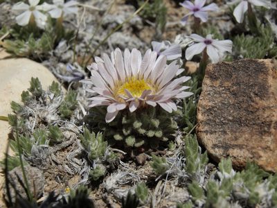 Townsendia condensata, photographed by Jim Morefield