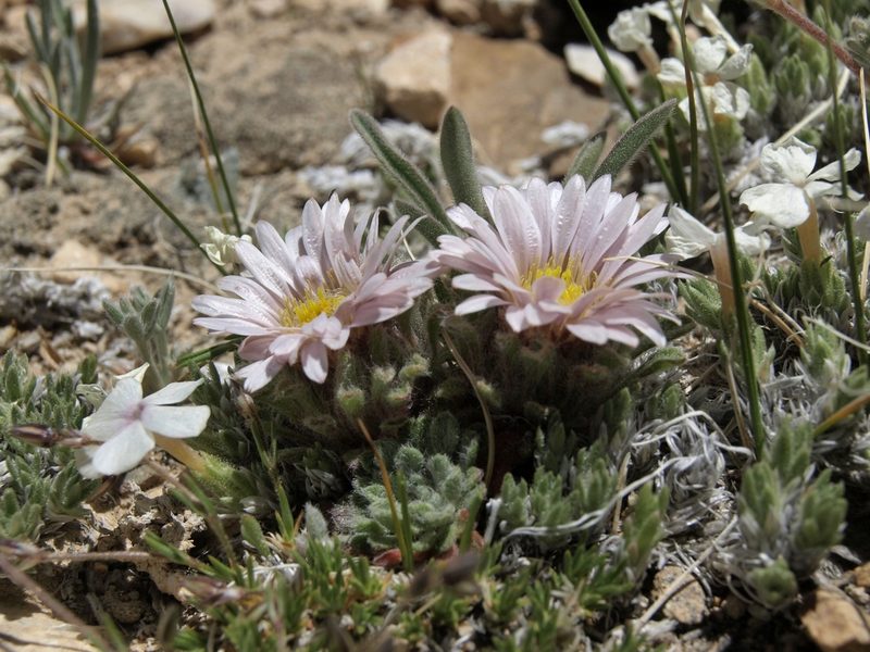 Townsendia condensata, photographed by Jim Morefield