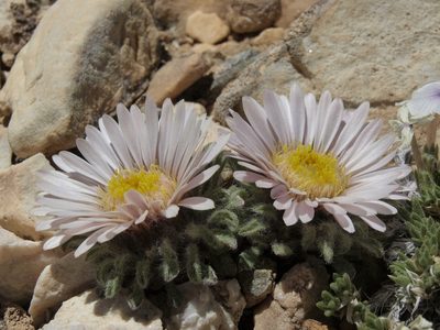 Townsendia condensata, photographed by Jim Morefield