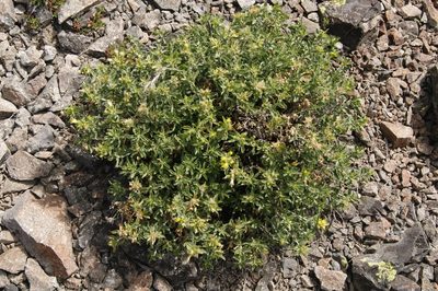 Ericameria discoidea, photographed by Eric Knight
