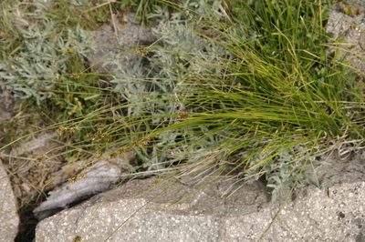 Carex hoodii, photographed by Eric Knight