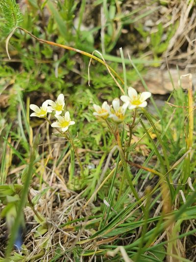Saxifraga exarata, photographed by Jacek Pietruszewski