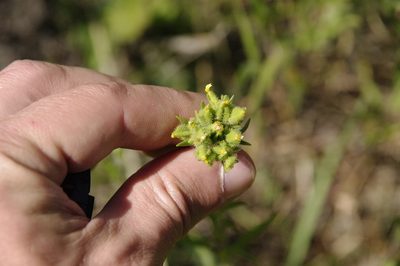 Madia glomerata, photographed by Eric Knight