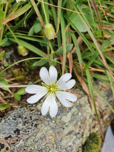 Cerastium uniflorum, photographed by Jacek Pietruszewski